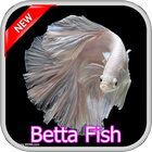 430 Betta Fish icône