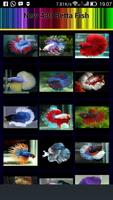 430 Betta Fish Affiche