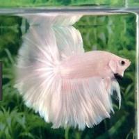 betta fish-poster