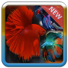 Betta Fish icon