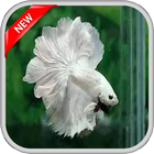400++ Betta Fish ไอคอน