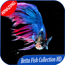 300++ Amazing Betta Fish Collection HD APK