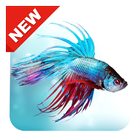 300+ Betta Fish Live Wallpaper HD icône