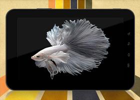 300+ Betta Fish Live Wallpaper HD 截圖 3