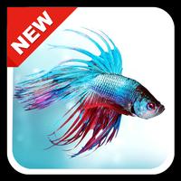 300+ Betta Fish Live Wallpaper HD পোস্টার