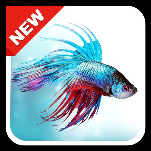 Android 用の 300以上のbettaの魚ライブ壁紙のhd Apk をダウンロード