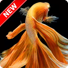 Betta Fish Wallpaper APK download