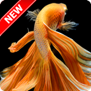 Betta Fish Wallpaper APK