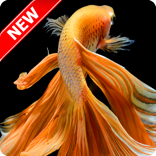 Betta Fish Wallpaper APK  for Android – Download Betta Fish Wallpaper  APK Latest Version from 