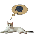 Zenka the cat widget