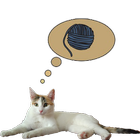 Zenka the cat widget icon