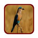 India's State Bird APK