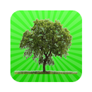 Indian State Tree-APK