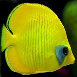 ”Baby's Fish
