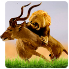 Wild Lion Simulator أيقونة