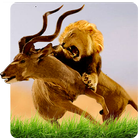 Wild Lion Simulator icono