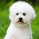 Bichon Frisé Lwp APK