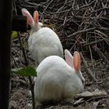 জীবের দ্বিপদ নাম