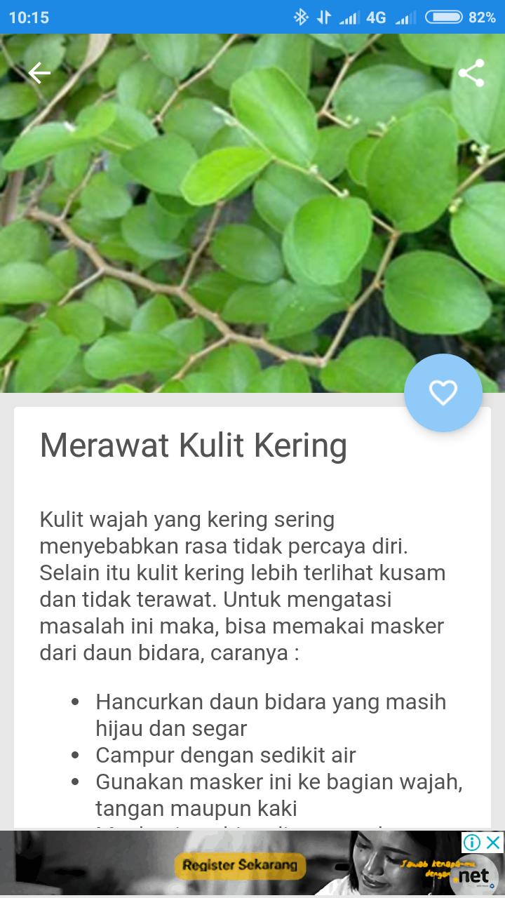 80 Gambar Atau Foto Daun Bidara Paling Bagus 80 Gambar Atau Foto Daun Bidara Paling Bagus