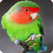 Kicau Lovebird