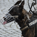 chien de police vs voleurs APK