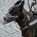 American Police Dog vs Robbers APK