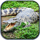 Life of Crocodile - Wild Sim APK