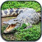 Life of Crocodile - Wild Sim icône