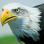 Icona Vita di Eagle