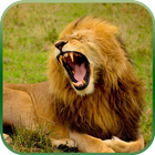 Life of A Lion 3D ikon