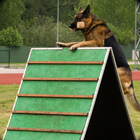 Police Dog Training Sim 2015-icoon