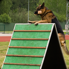 policía sim Formación perro icono