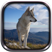 Wild Wolf Simulator 3D 2015 APK