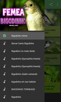 Canto Para Esquentar Bigodinho اسکرین شاٹ 1