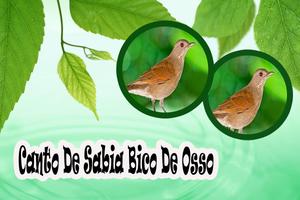 برنامه‌نما Canto De Sabia Bico De Osso Mp3 عکس از صفحه