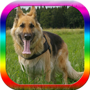 Dog Obedience Training APK