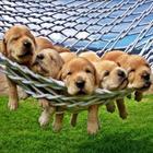 Cute Puppies Wallpapers ikon
