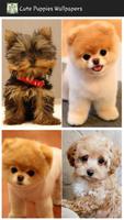Cute Puppies Wallpapers โปสเตอร์
