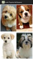 Cute Puppies Wallpapers تصوير الشاشة 1