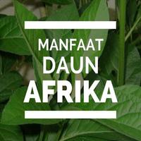 Manfaat Daun Afrika Affiche