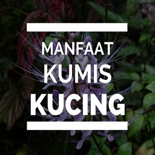 Kumis Kucing Si Pembersih Ginjal Alam Tani
