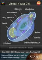 Virtual Yeast Cell Affiche