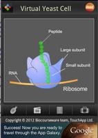 Virtual Yeast Cell screenshot 1