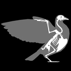 3D Bird Anatomy-icoon