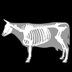 3D Bovine Anatomy Zeichen