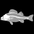 3D Fish Anatomy aplikacja
