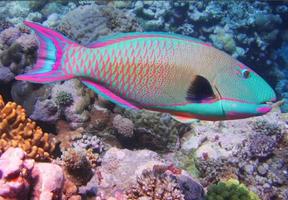 COLLECTION OF MARINE ANIMALS Plakat