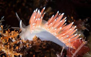 COLLECTION OF MARINE ANIMALS скриншот 1