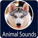Animals Sound APK