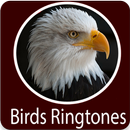 Birds Sounds APK